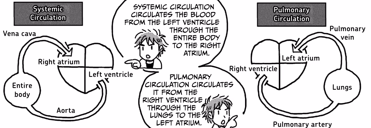 A manga-styled explanation of the circulatory system. Splits it into systemic and pulmonary circulatory loops.