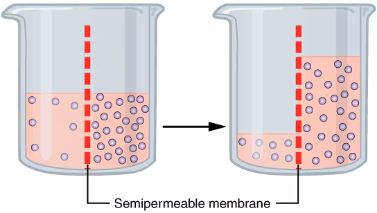 A diagram of osmosis. A beaker containing a solution is divided by a semipermeable membrane. Initially, water levels are equal, but solute concentration is higher on the right. Water moves to the right side, causing its water level to rise and the left side's to fall, diluting the concentration.